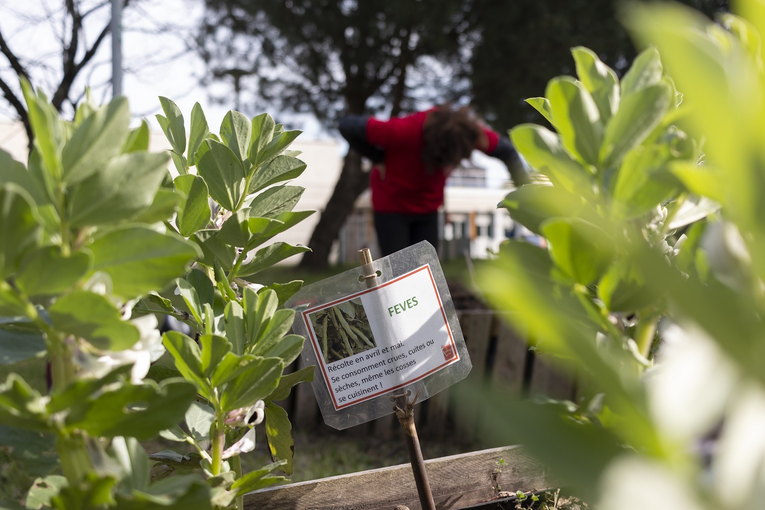 jardin partagé à La Saraillère