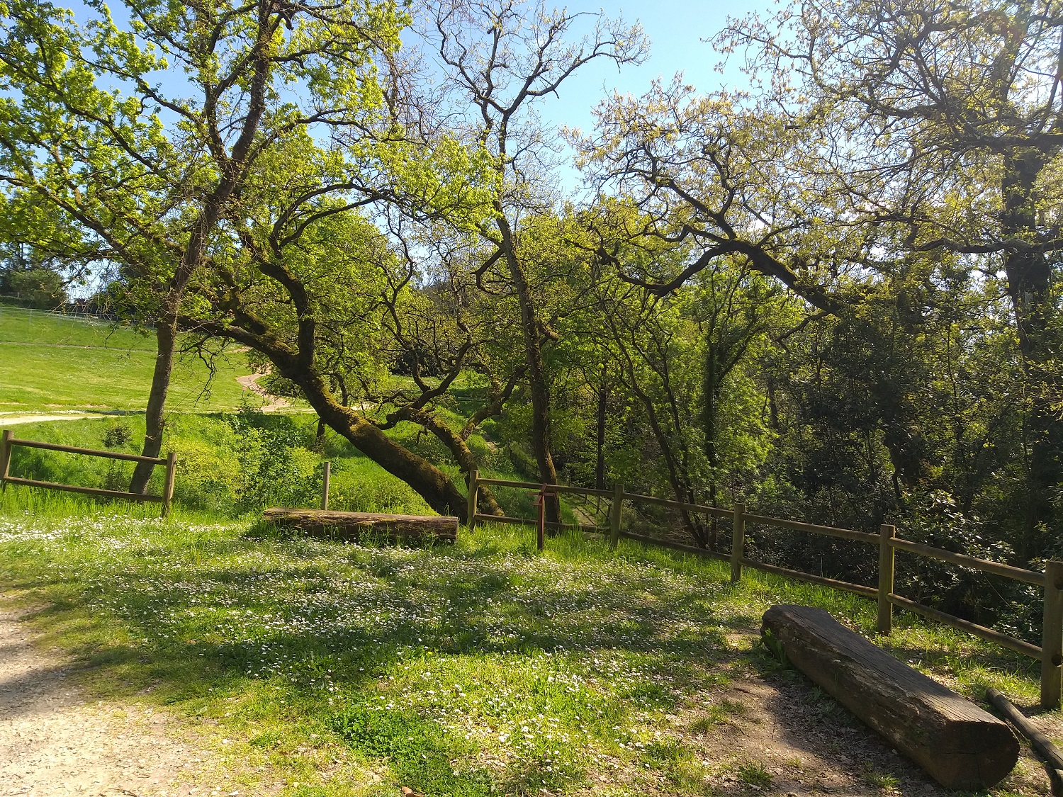 Arbres penchés ne veut pas dire danger !