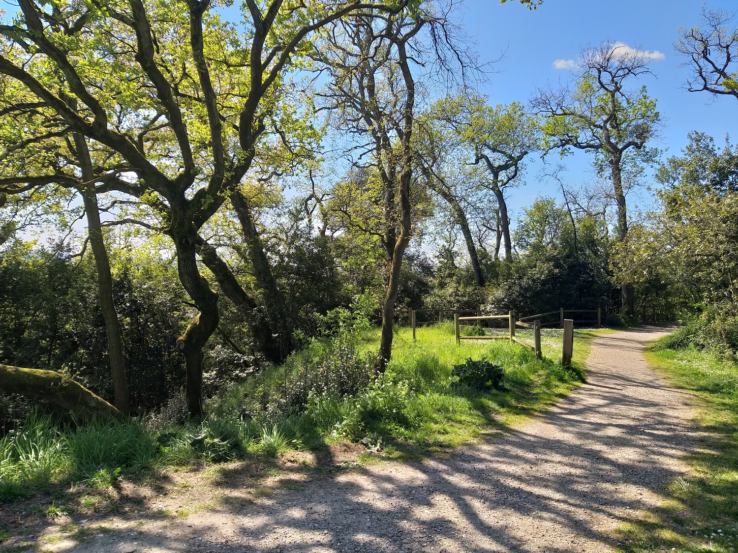 Le sentier 53 sillonne entre les arbres...