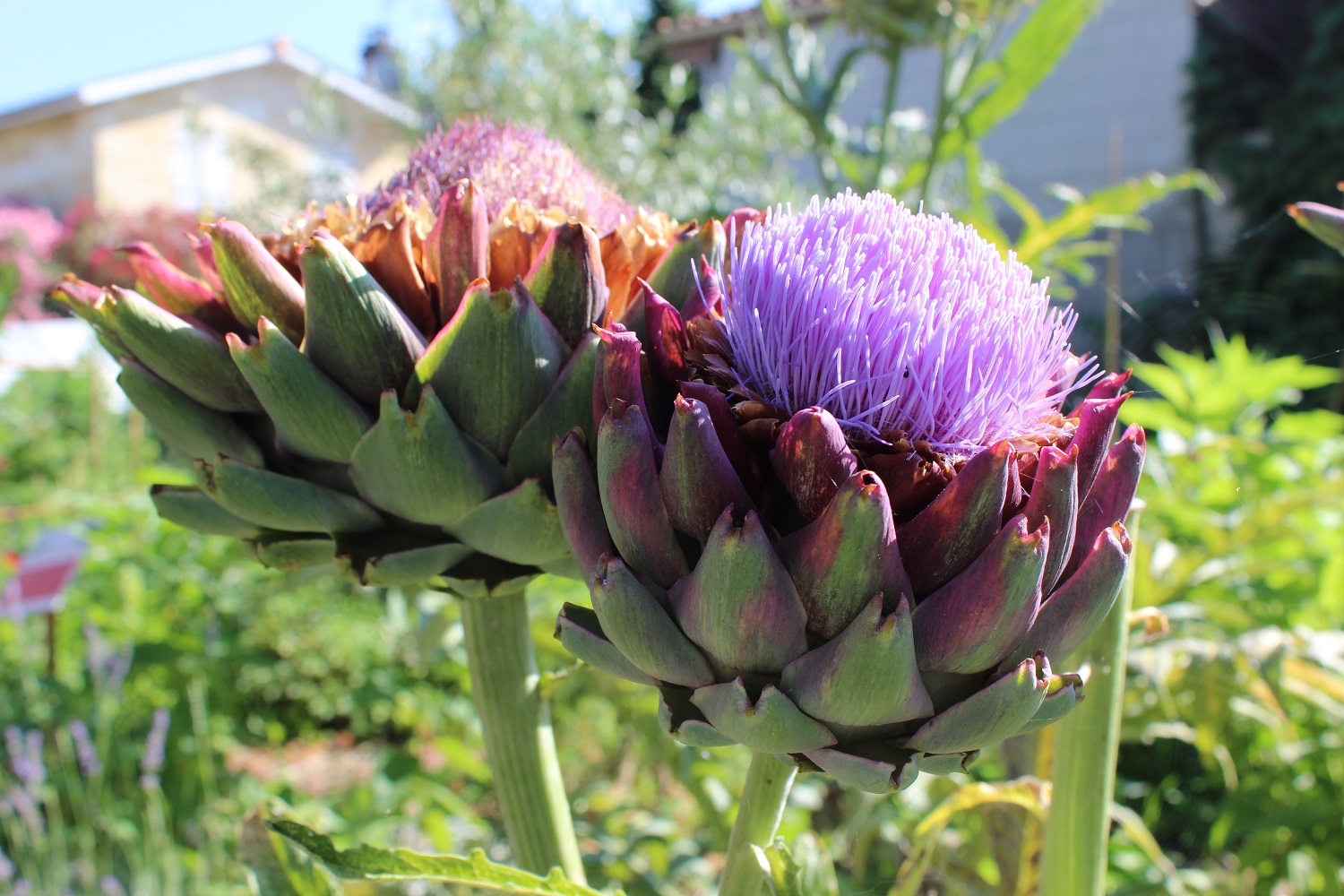 Fleurs d'artichauts