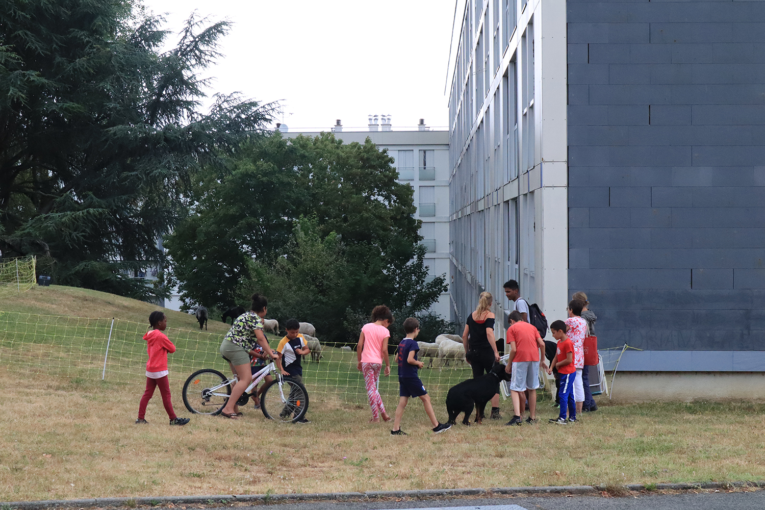 La bergère urbaine et les enfants de la résidence
