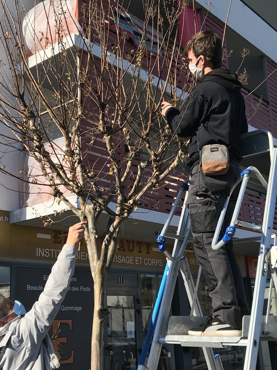 module «taille des arbres et arbustes»