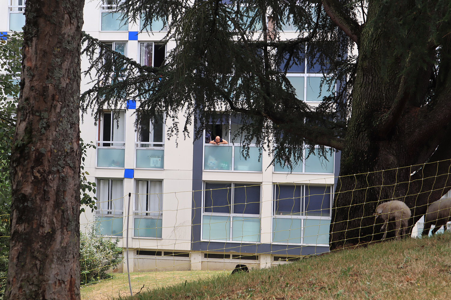Habitant observe le troupeau du haut de son appartement