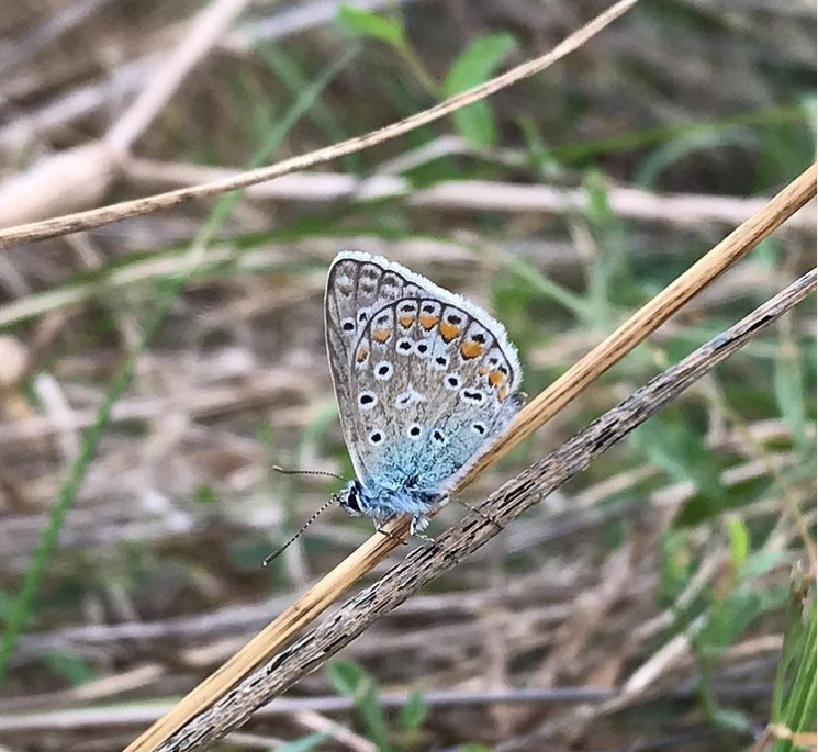  un Azuré commun, aussi appelé Argus Bleu