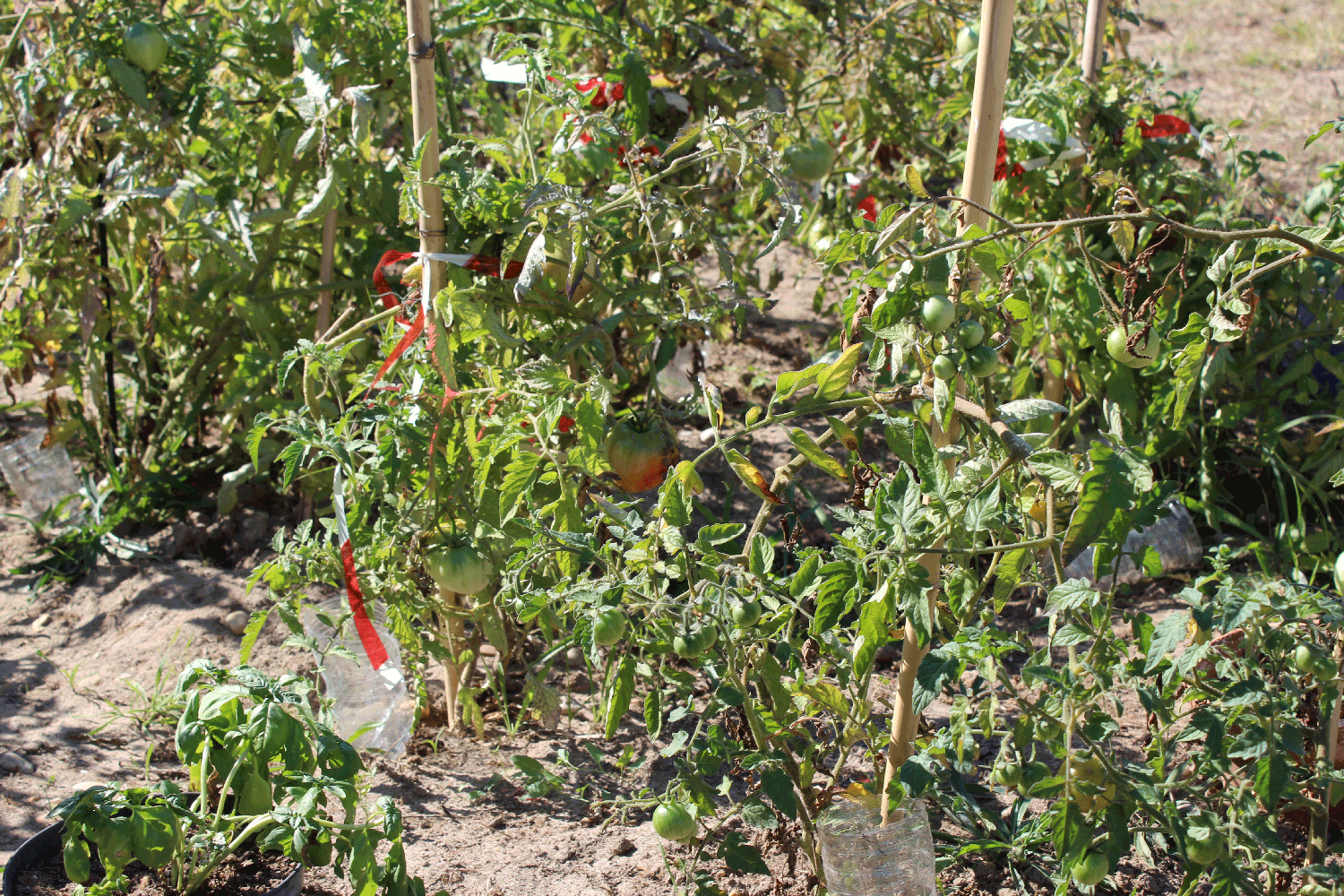 … première récolte de légumes cultivés