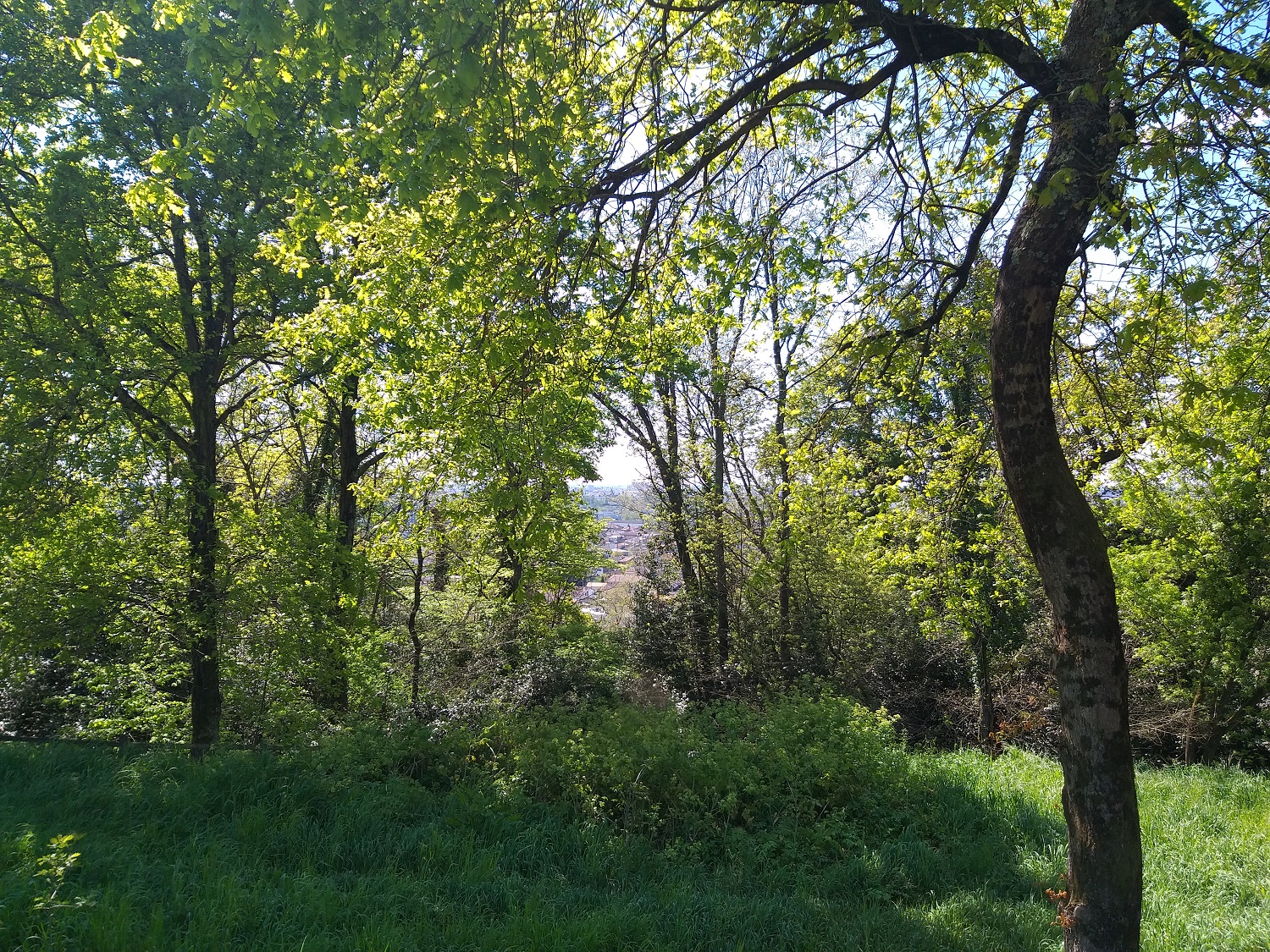 bois du parc du Cypressat