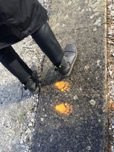 Des traces de pas...pattes...