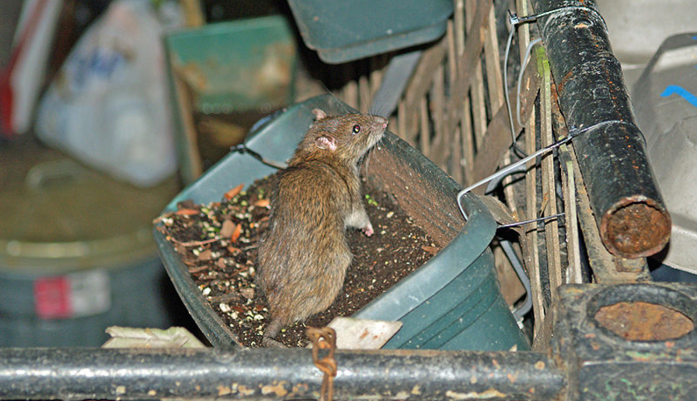 Rat Mort Dans Un Piège, Contre Un Mur En Bois Banque D'Images et