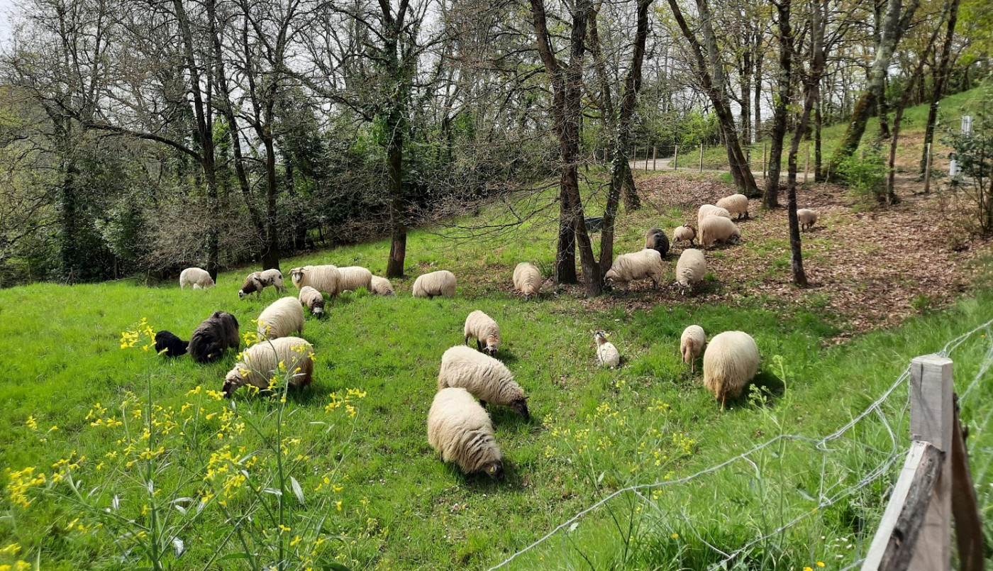 Itinérance des brebis parc des coteaux