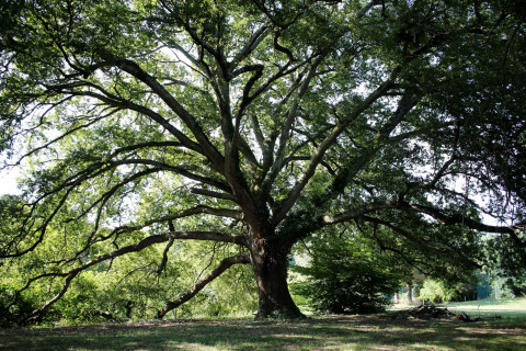 Appel à manifestation : recensement des arbres et masses boisées à protéger.