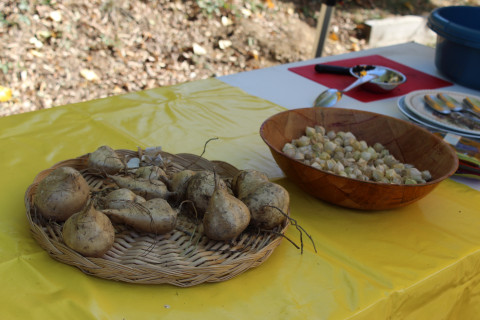 Cenon défend l’alimentation durable avec le Festival AlimenTERRE