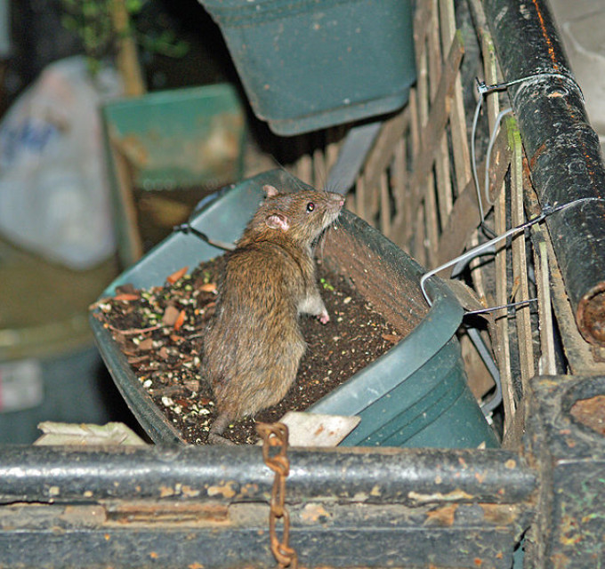 rat égout, rat ville, rat jardin, rat garage, rat entrepôt