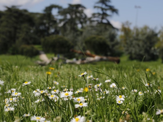 Ville fleurie
