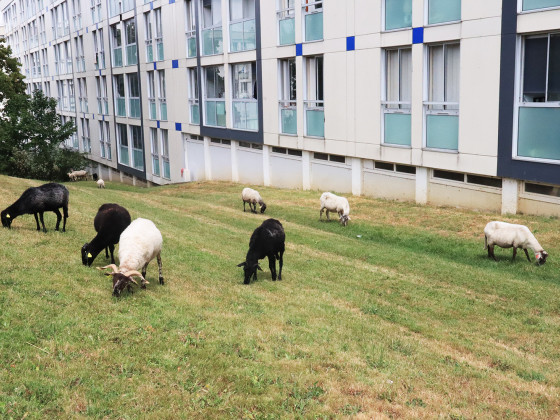 Troupeau de brebis en pied d'immeuble 